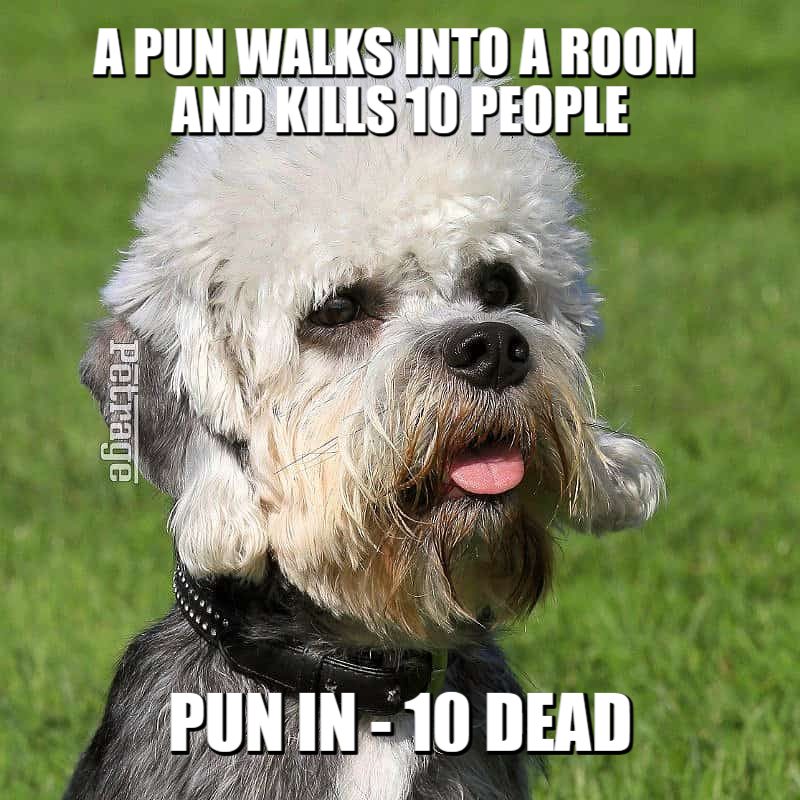 dandie dinmont terrier pun meme